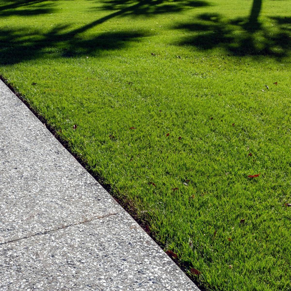 Green grass next to a textured gray sidewalk, shadowed by a tree.