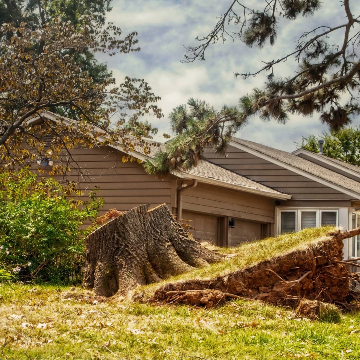 A tree uprooted next to a house, with a large stump and exposed roots on the lawn. Cloudy sky.
