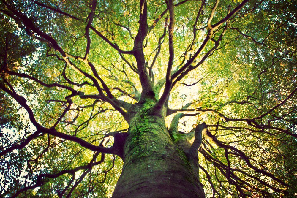 Large Tree — Belle, MO — Feeler Tree Service