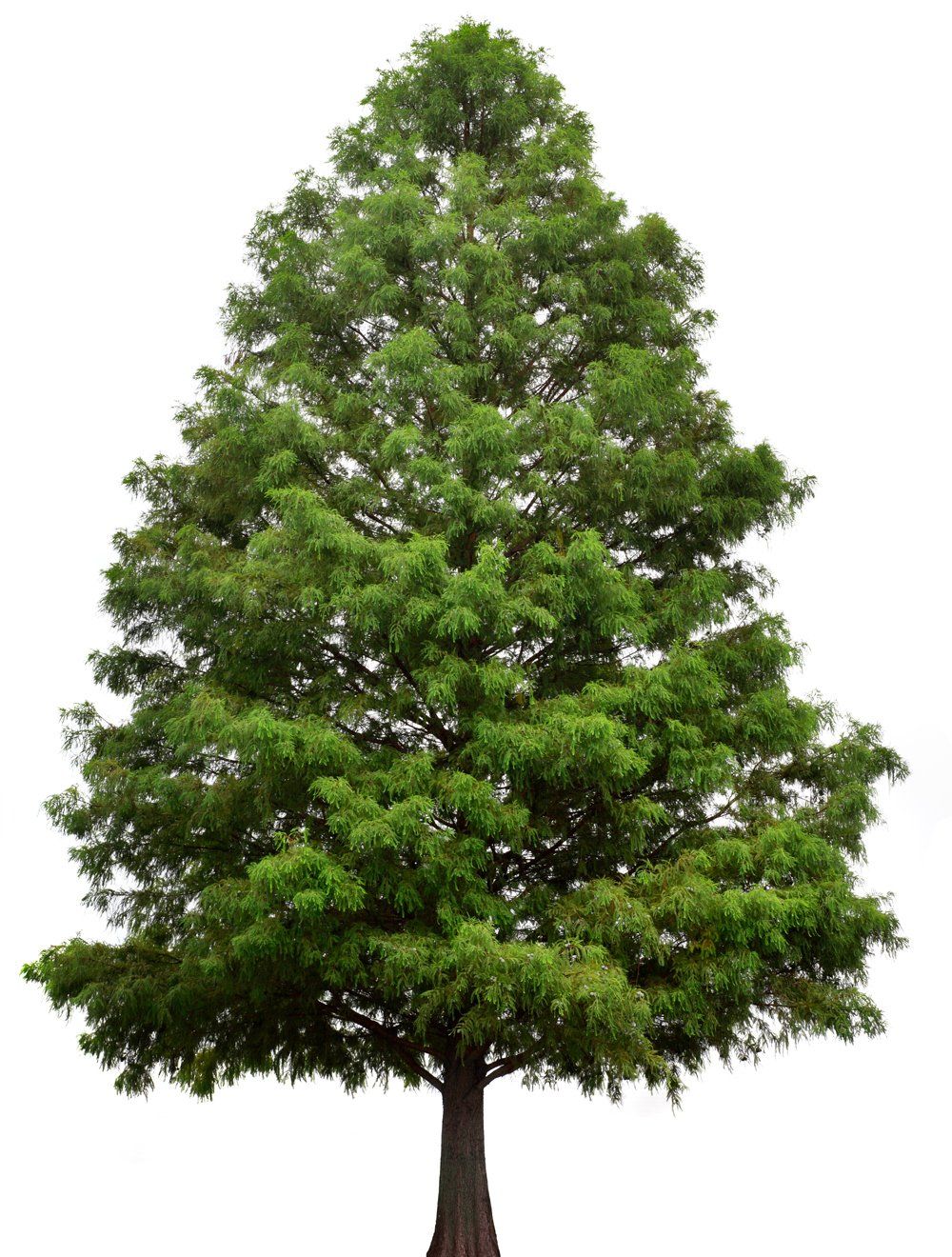 Tall Tree — Belle, MO — Feeler Tree Service