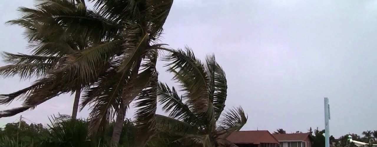 Palm trees blowing in the wind in front of a house