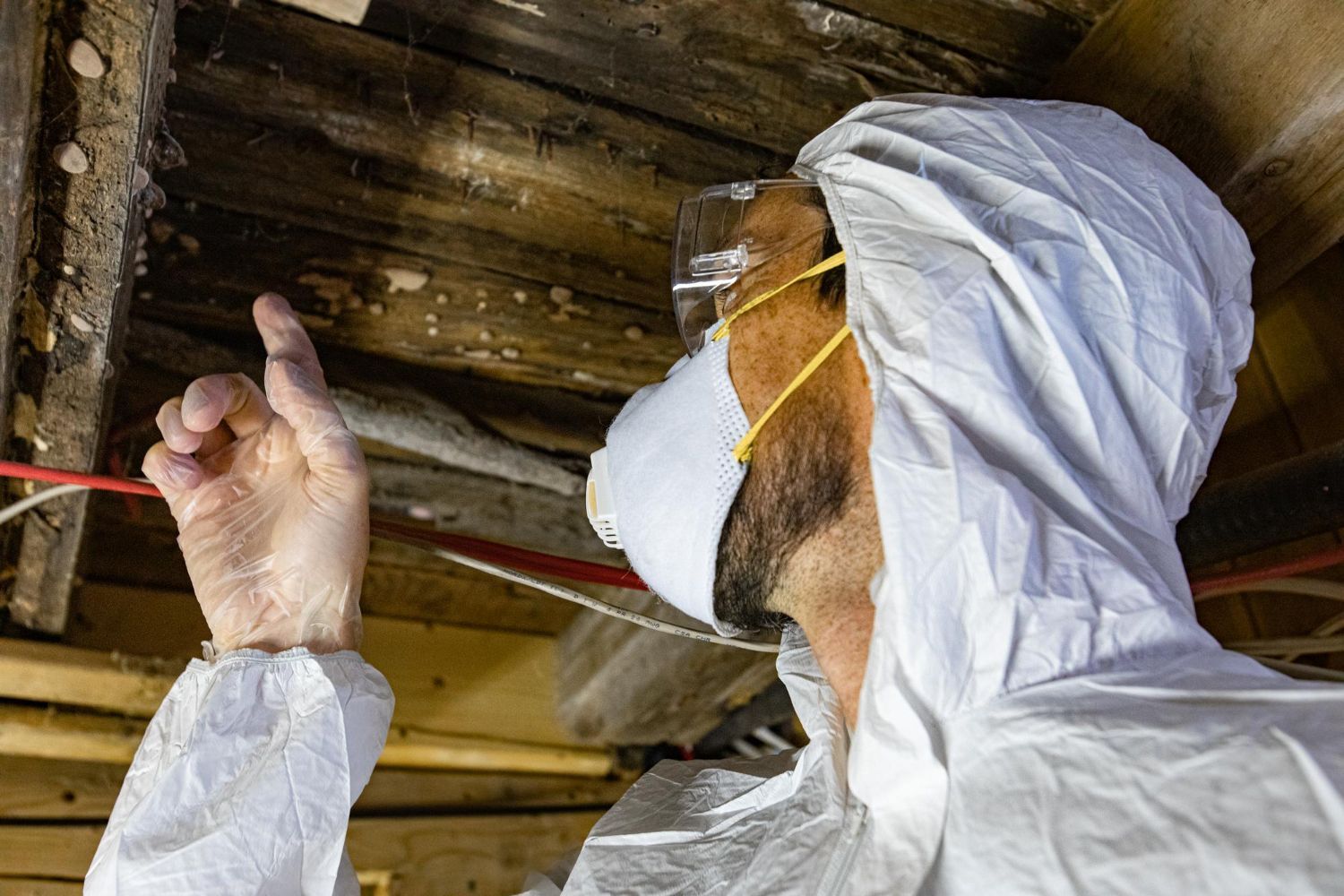 Mold Damage and Insurance Claims