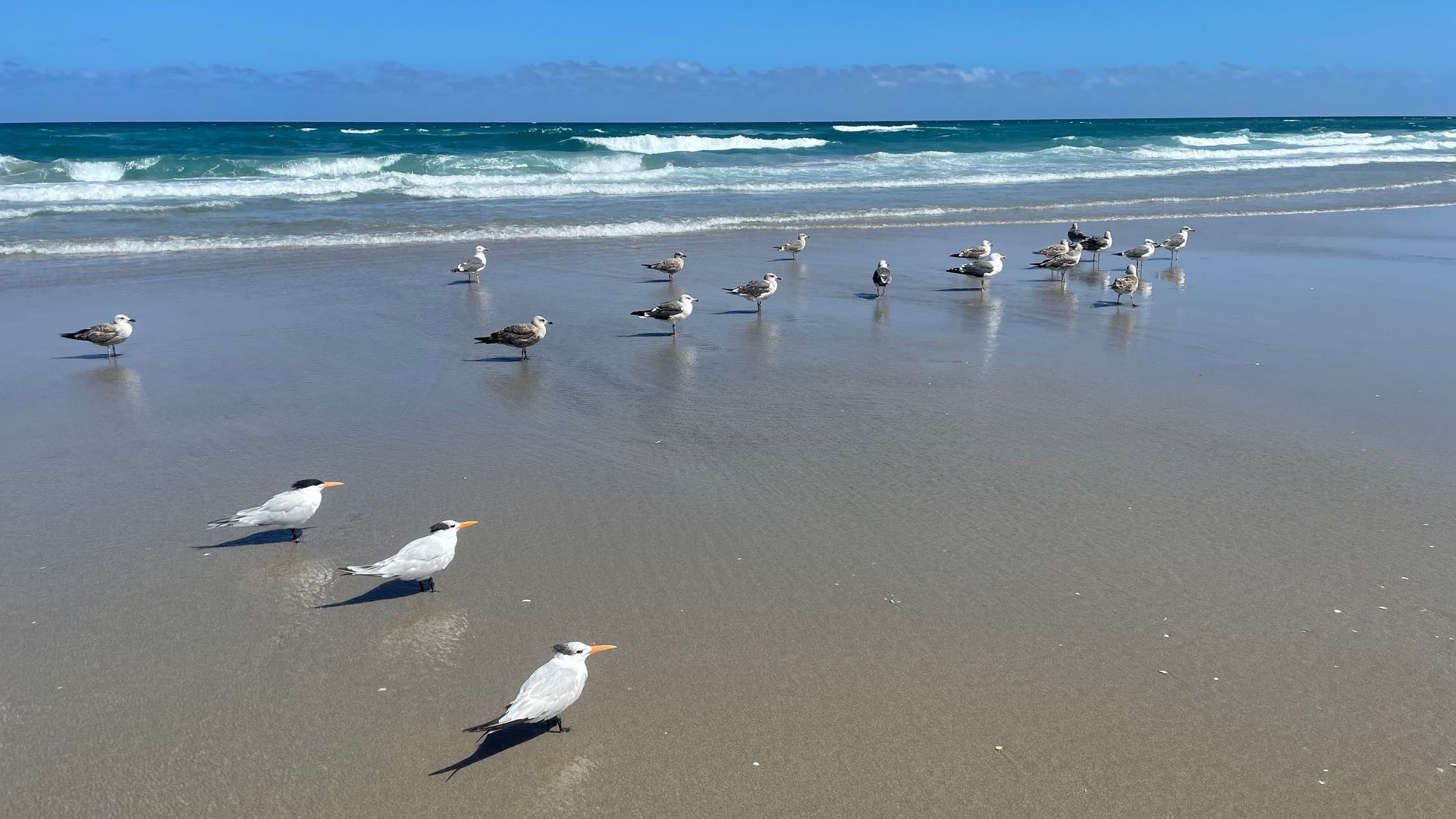 A flock of seagulls standing on a sandy beach near the ocean