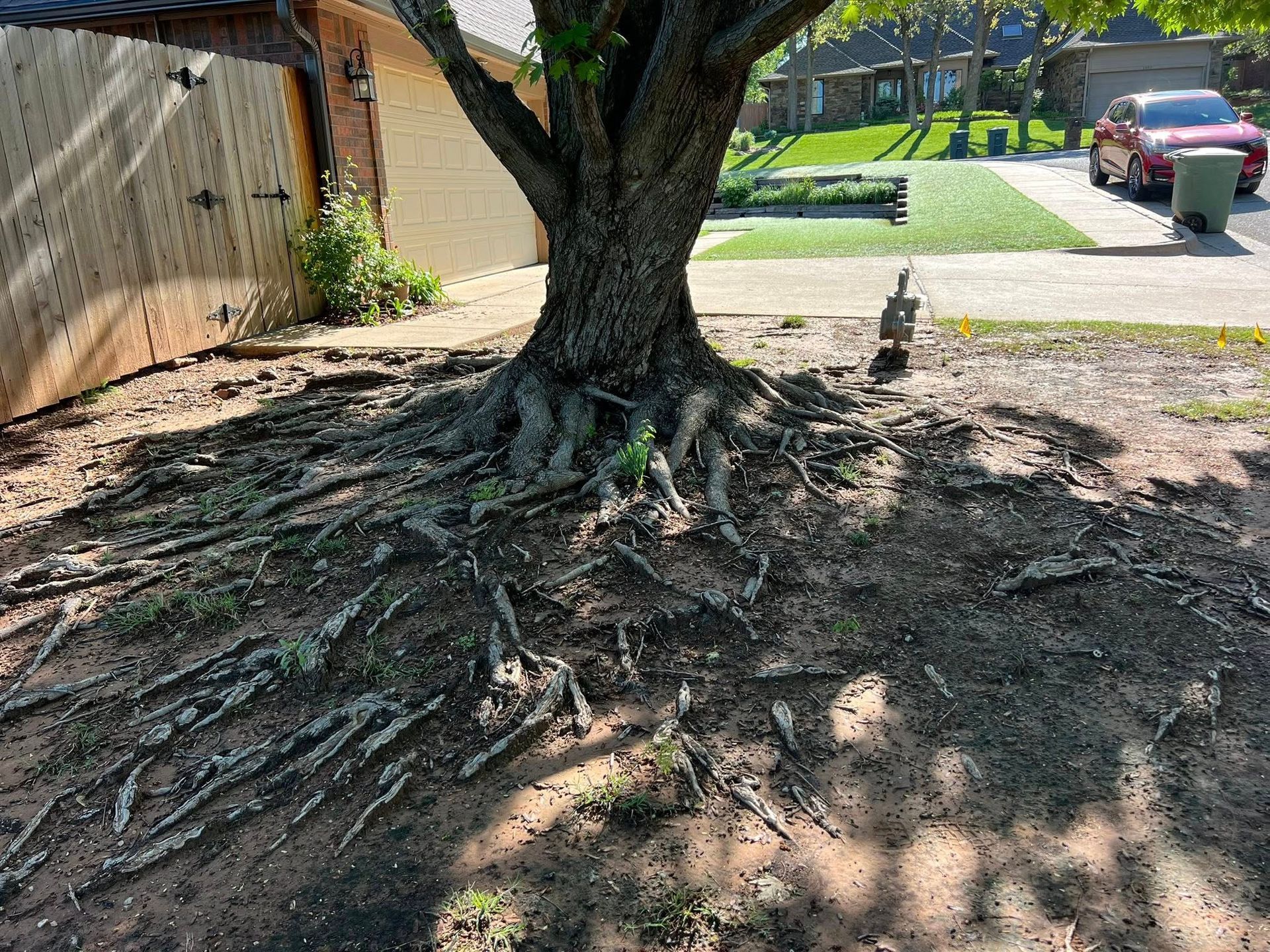 The roots of a tree are visible in the dirt in front of a house.