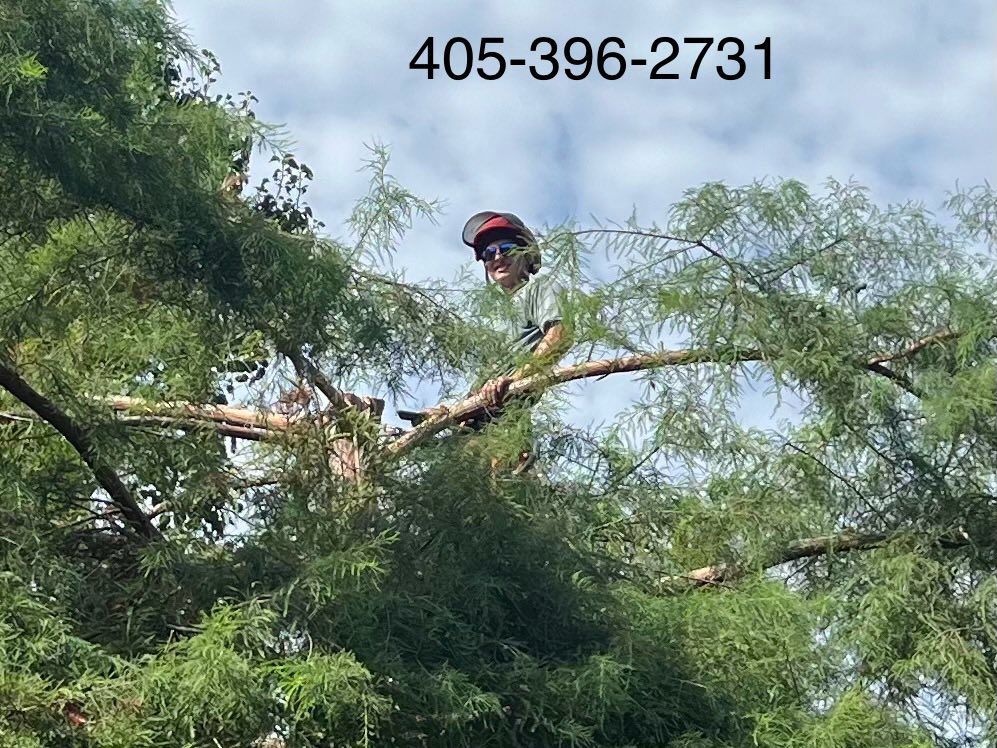 A man is sitting on a branch of a tree.