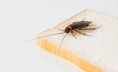 Cockroach — Pest and Weed Control Services in Wiggins, CO