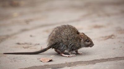 Rat — Fumigation Services in Wiggins, CO