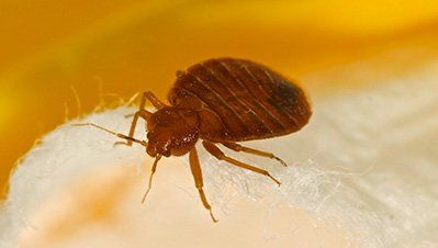 Bed Bug — Pesticides Exterminator in Wiggins, CO