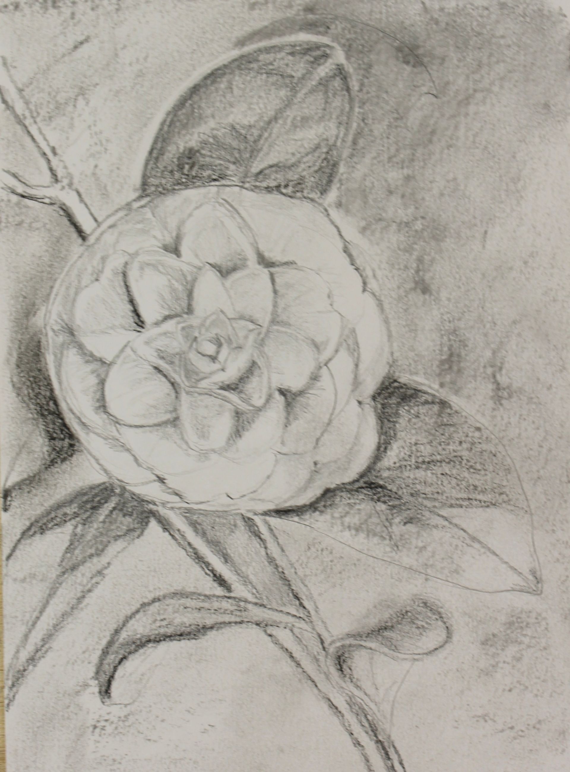 bloem getekend met potlood en houtskool