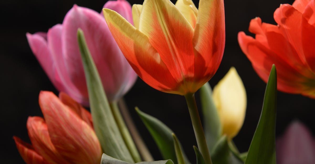 tulpen schilderen bij Studio MiSt