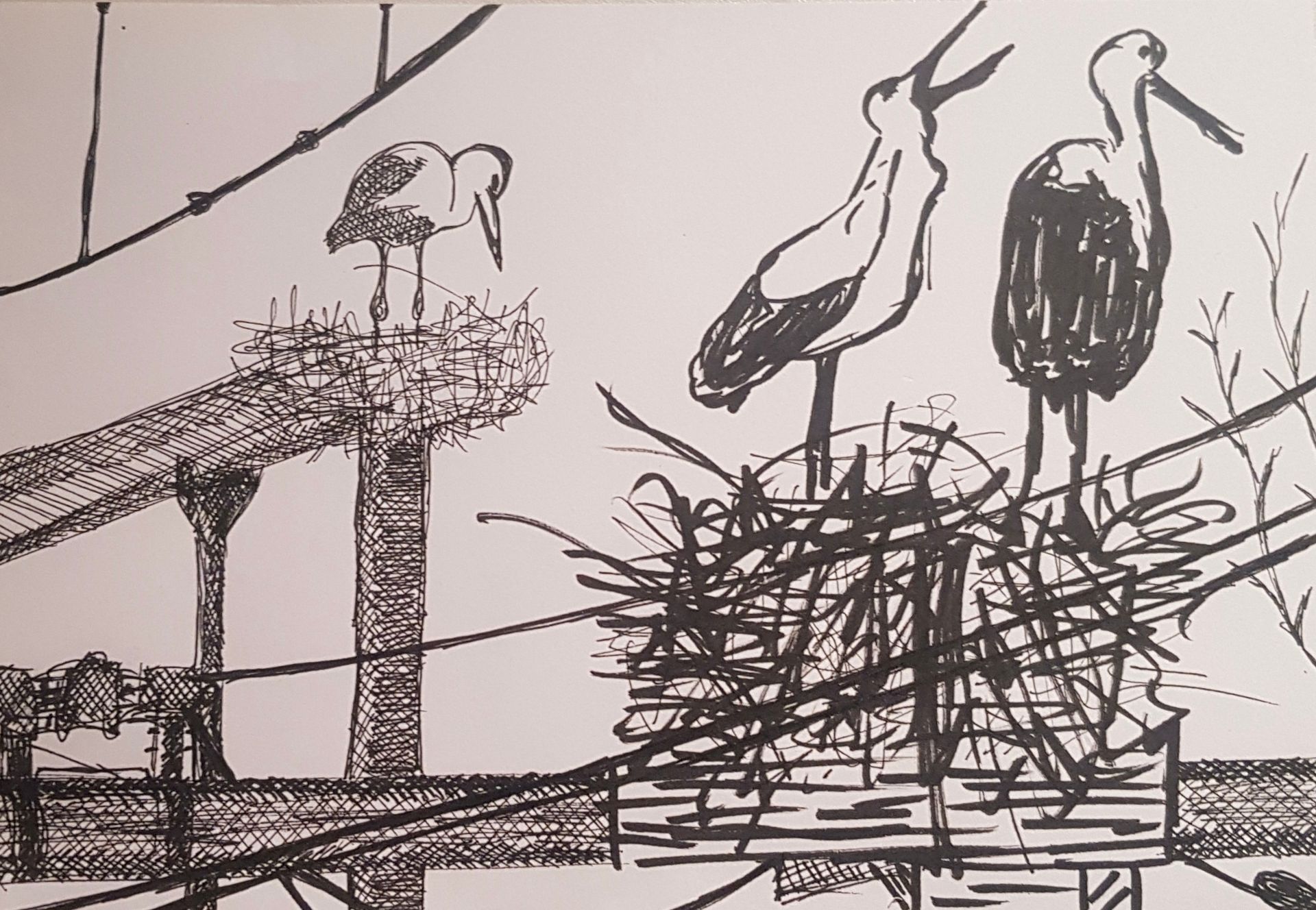Een zwart-wit tekening van vogels in nesten