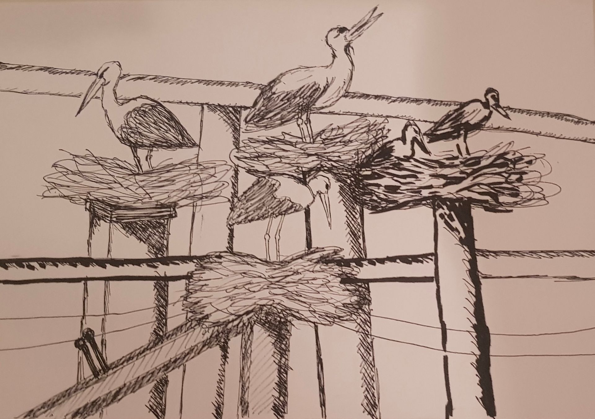 Een zwart-wit tekening van vogels op een dok