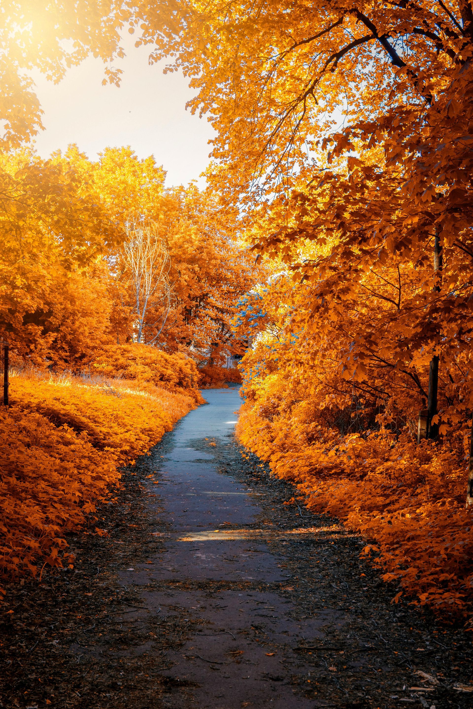 Kom de herfst schilderen bij Studio MiSt