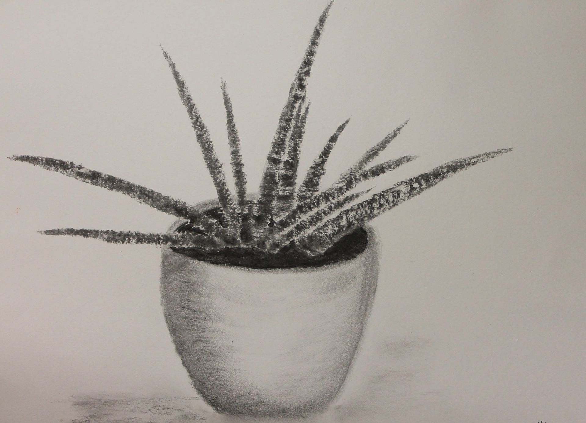 Plant tekenen met houtskool