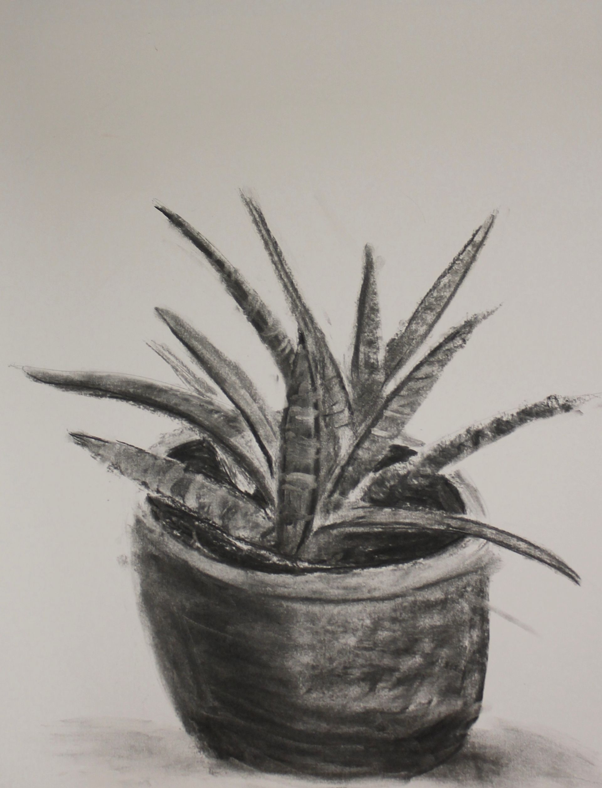 Plant tekenen met houtskool bij Studio MiSt