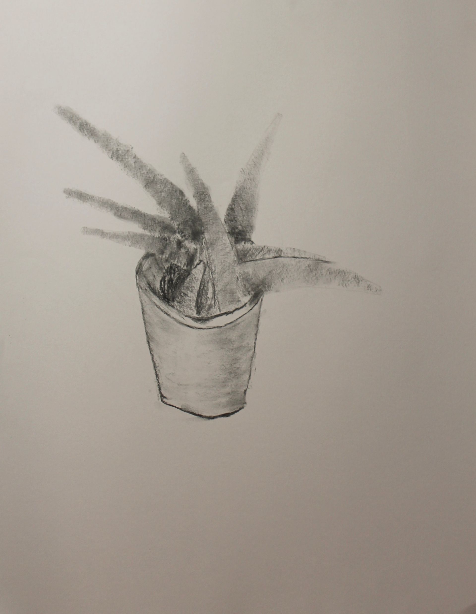 Plantje tekenen met houtskool