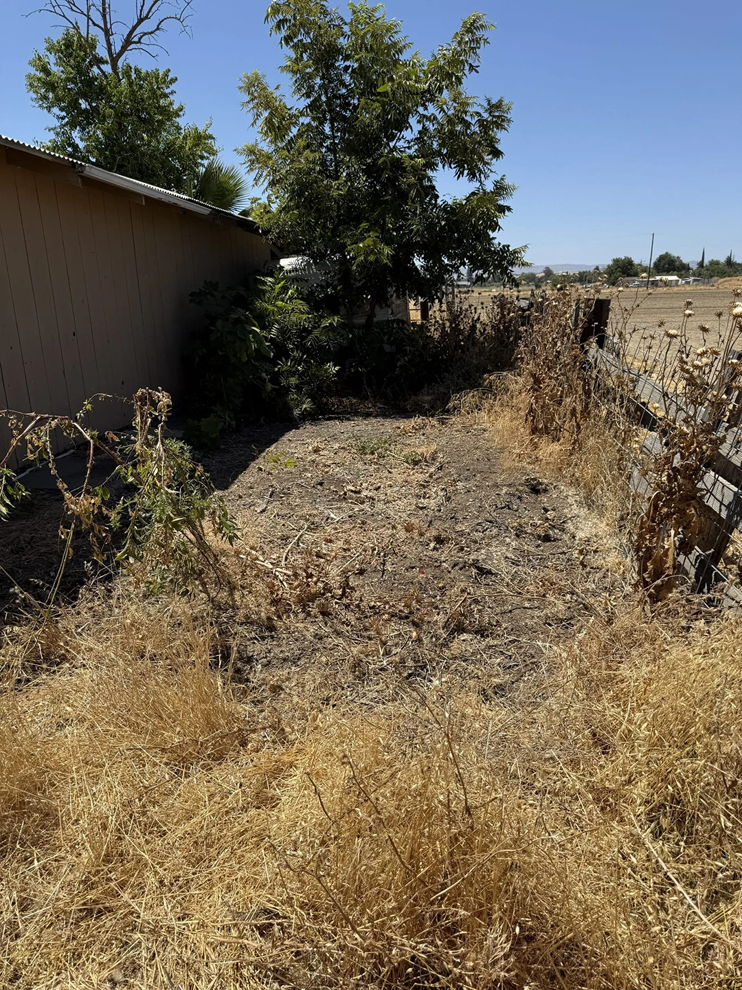 Dry grasses and weeds surround a dirt path next to a beige building and trees under a blue sky.