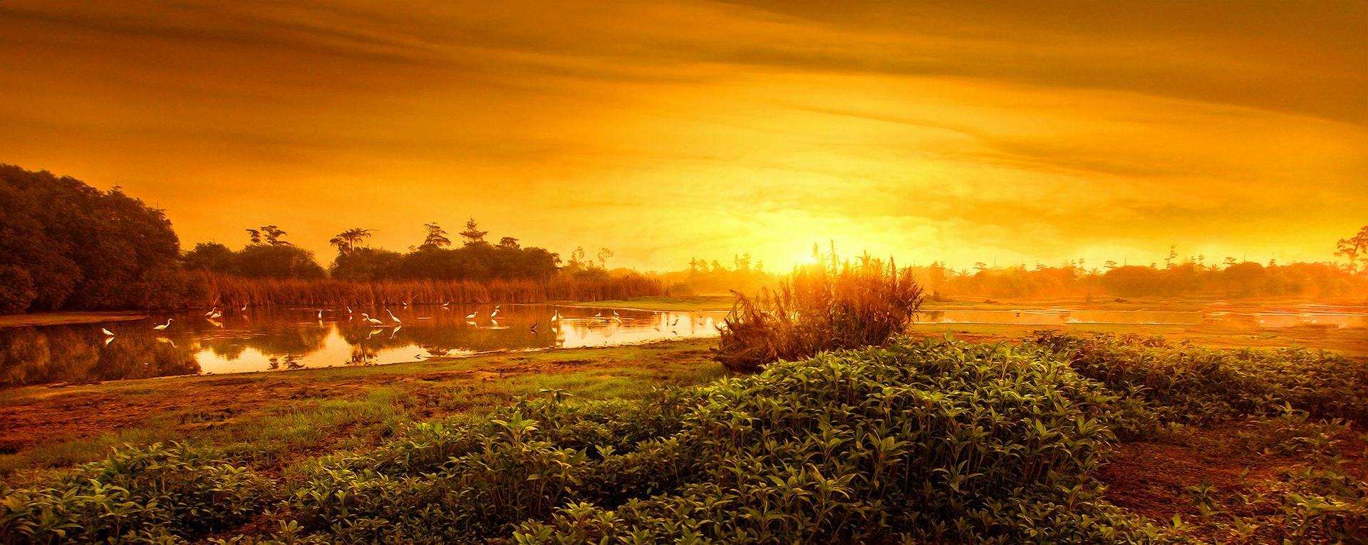 Florida wetland landscape at sunrise with marsh vegetation and birds