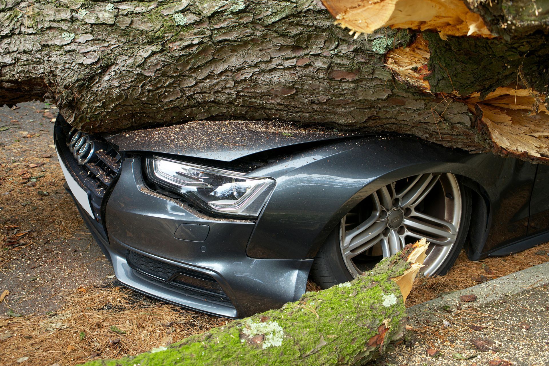 Luxury vehicle with severe front end damage after impact with fallen tree, illustrating a total loss