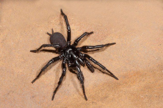 Alliance Pest Control - Funnel Web Spider