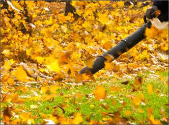 A person is blowing leaves from the ground with a leaf blower.