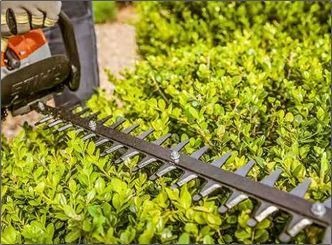 A person is cutting a bush with a hedge trimmer.