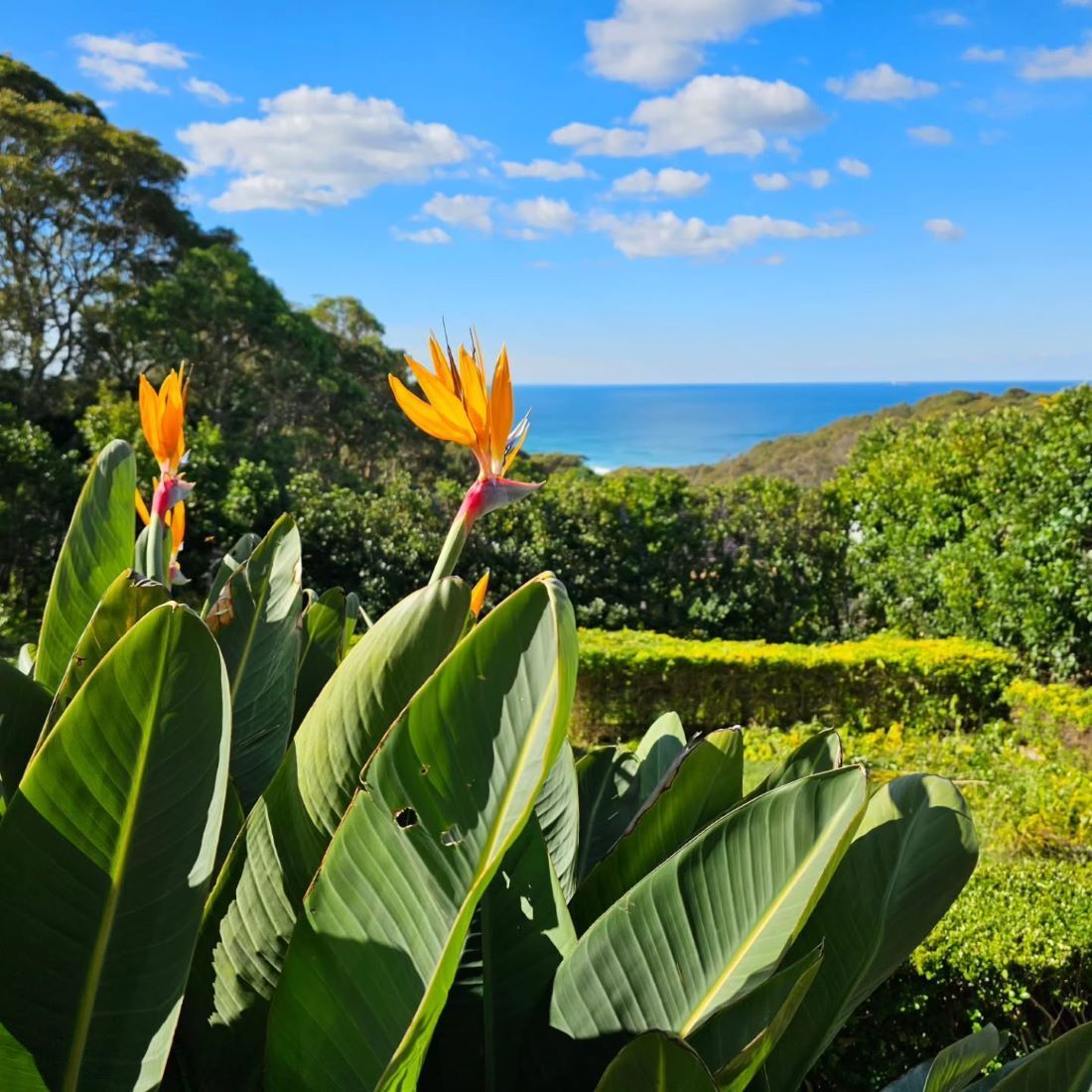 A Plant With a Flower in the Foreground — Garden Vogue in Charlestown, NSW