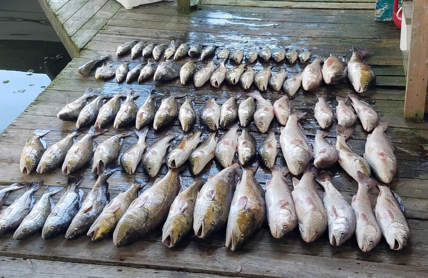 A bunch of fish are sitting on a wooden dock.