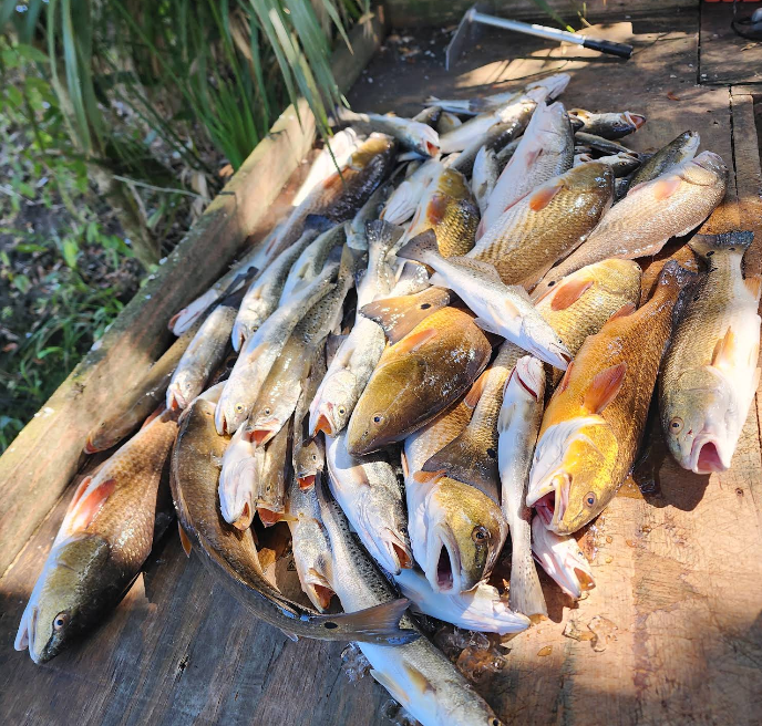 A bunch of fish are laying on a wooden surface