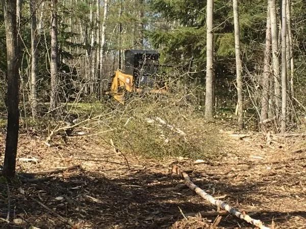 A bulldozer is cutting down trees in the woods.