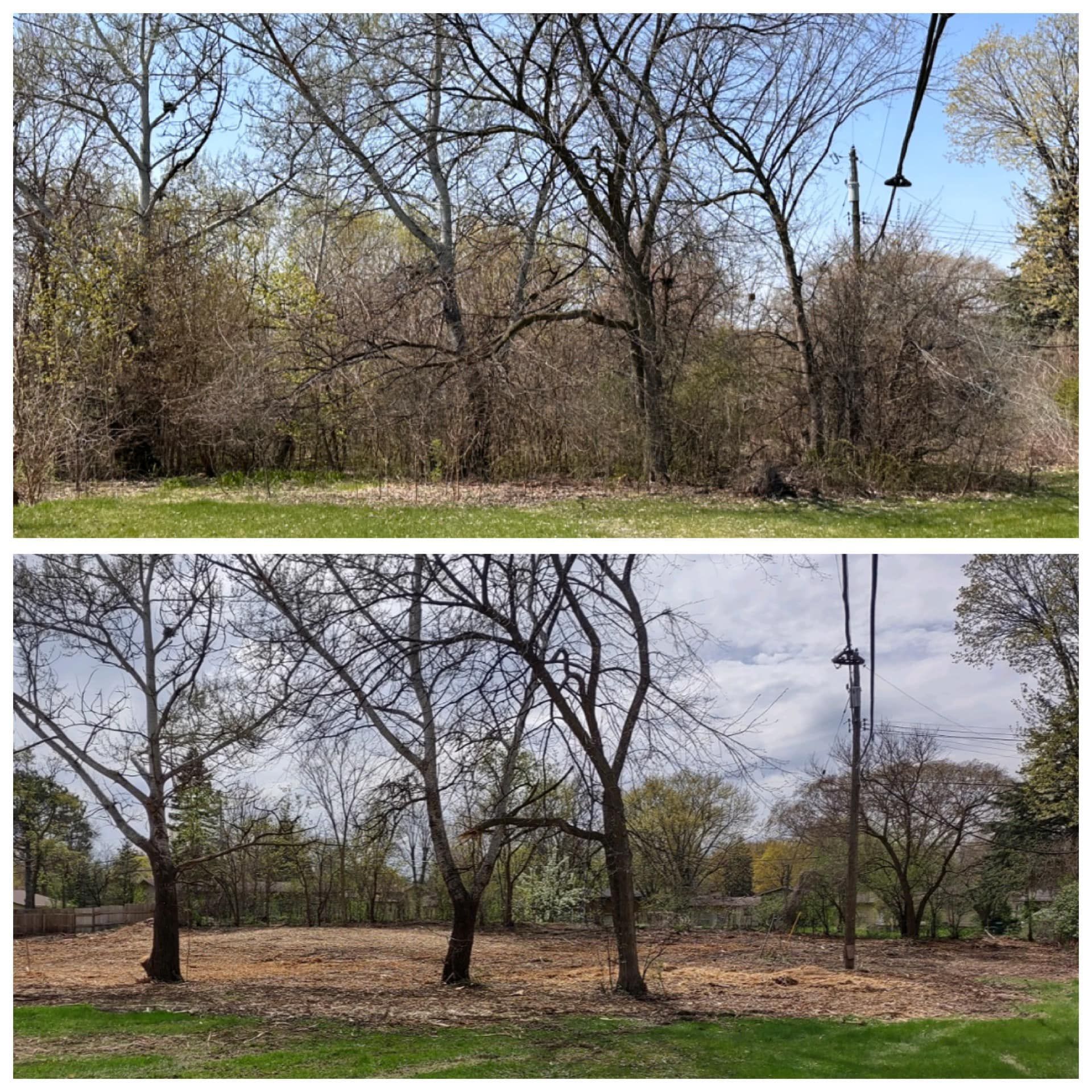 A before and after picture of a park with trees and grass.