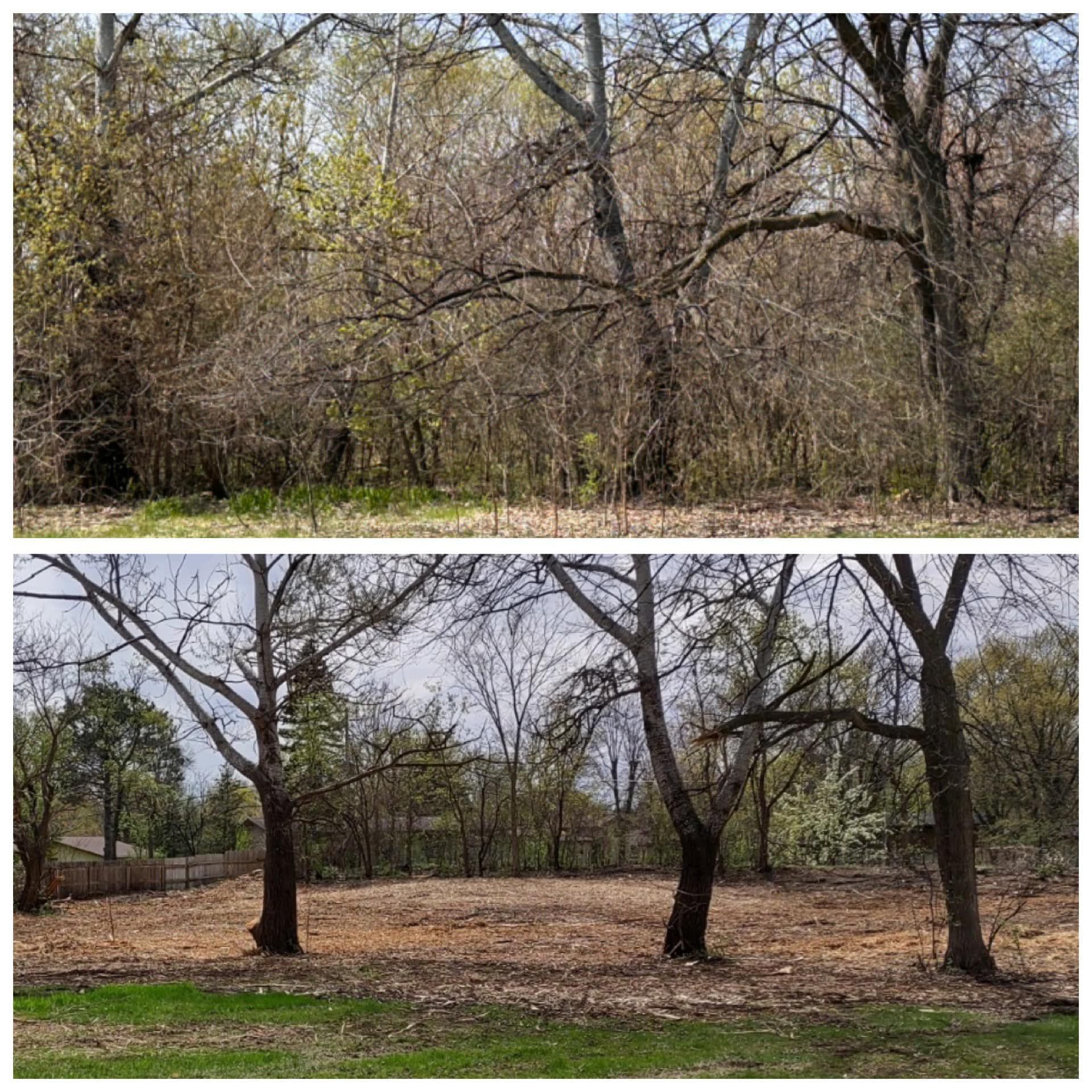 A before and after picture of a forest with trees and grass.
