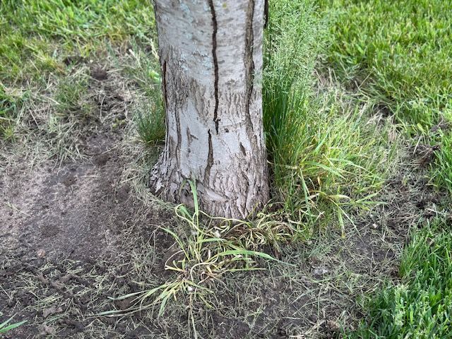 The trunk of a tree is surrounded by grass and dirt.