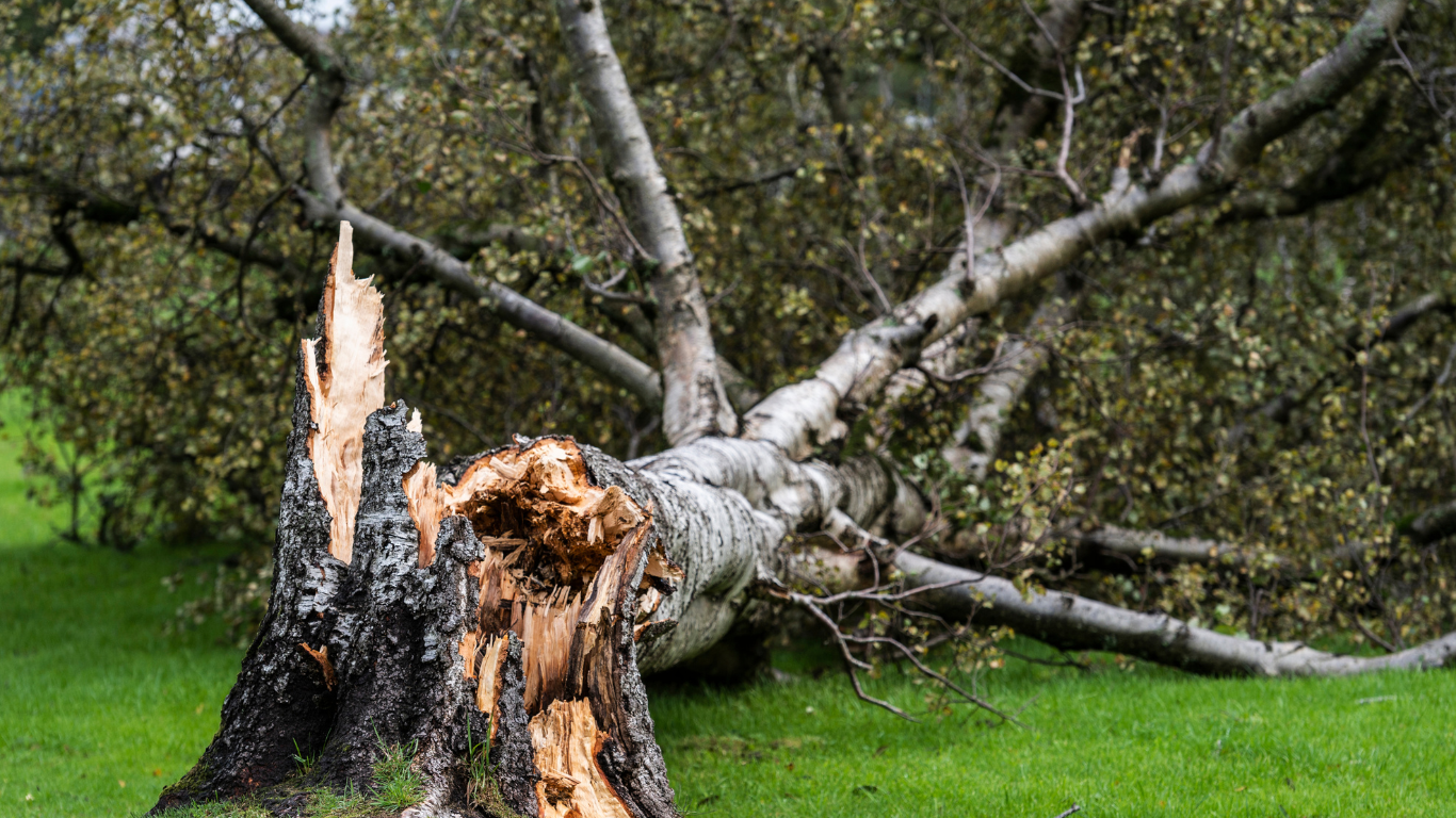 A tree that has been knocked over by a storm is sitting on top of a lush green field.