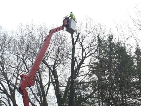 A man is standing in a bucket on a crane cutting a tree.