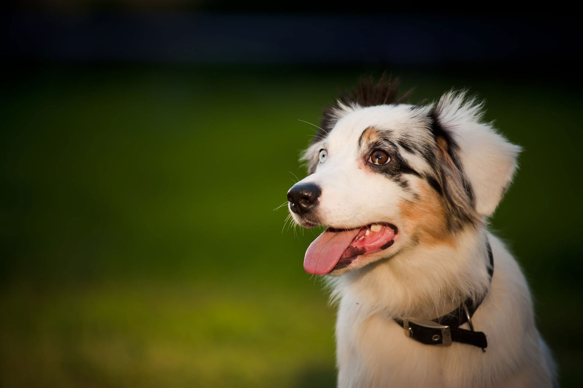 A close up of a dog with its tongue hanging out.