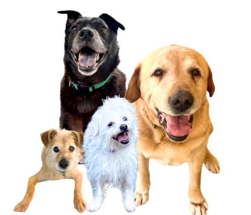 Four dogs are standing next to each other on a white background