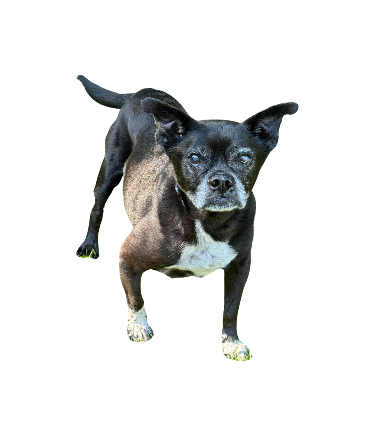 A black and white dog is standing on a white background.
