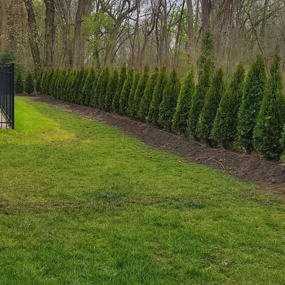 A row of trees along a fence in a yard.