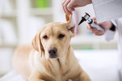 Veterinary Medicine - Rehoboth, MA - Abbott Animal Hospital