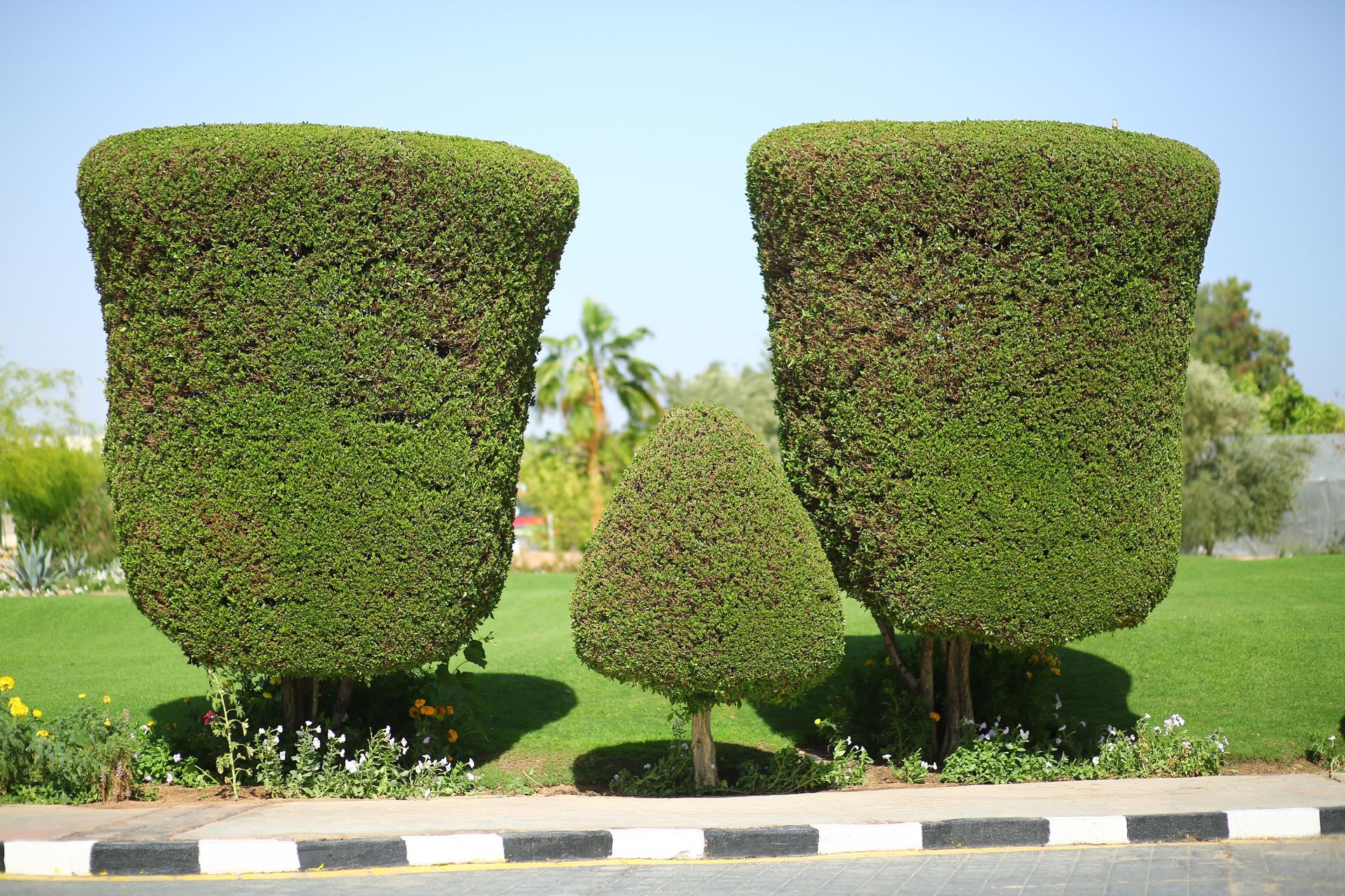 A couple of trees that are shaped like cups on the side of a road.