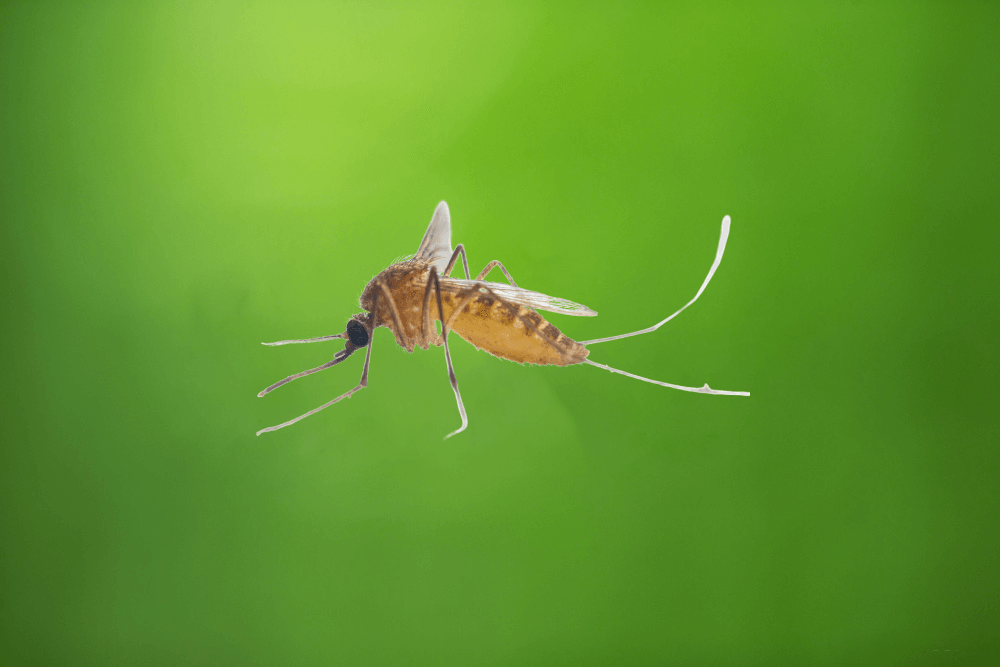 a mosquito is flying through the air on a green background .
