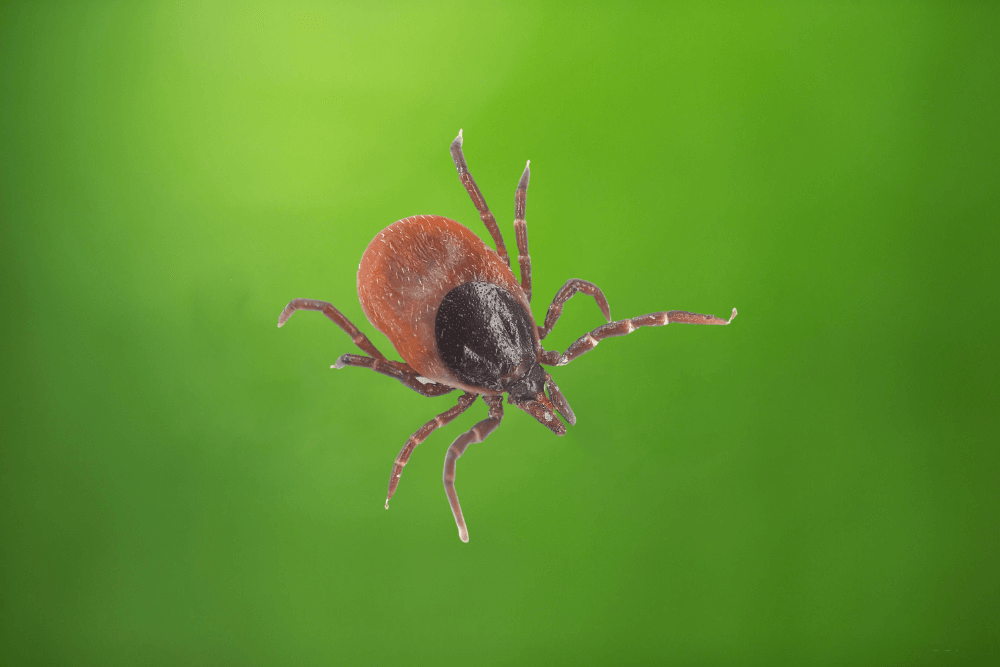 a close up of a tick on a green background .