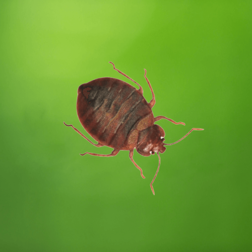 Bed-Bug