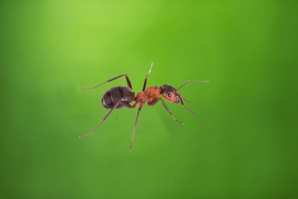 a red ant is crawling on a green leaf .
