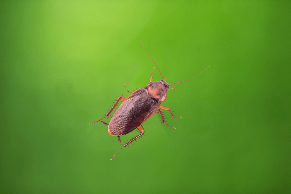 a cockroach is sitting on a green leaf .