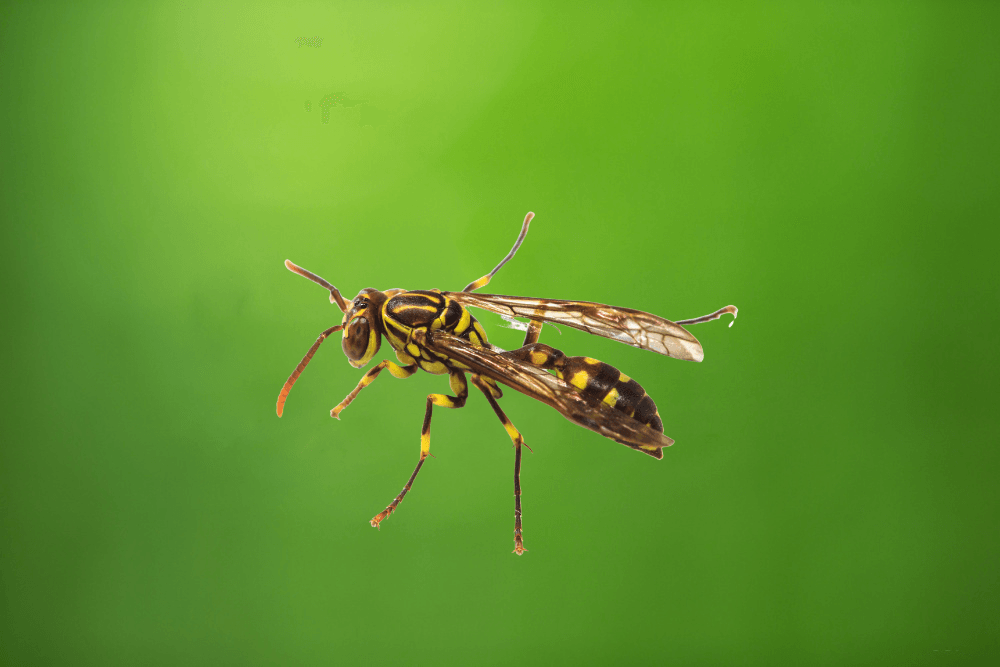 a close up of a wasp on a green background .