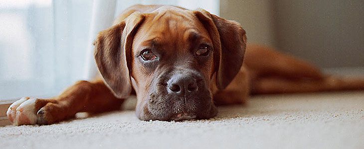 A brown boxer dog is laying on the floor and looking at the camera.