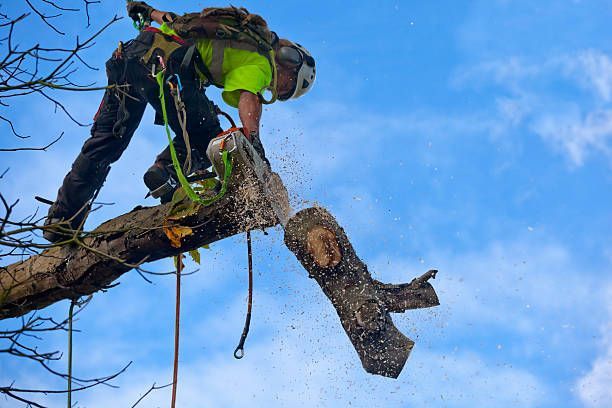 A gardener is using shears to trim hedges in a maintained garden, highlighting tree pruning skills.