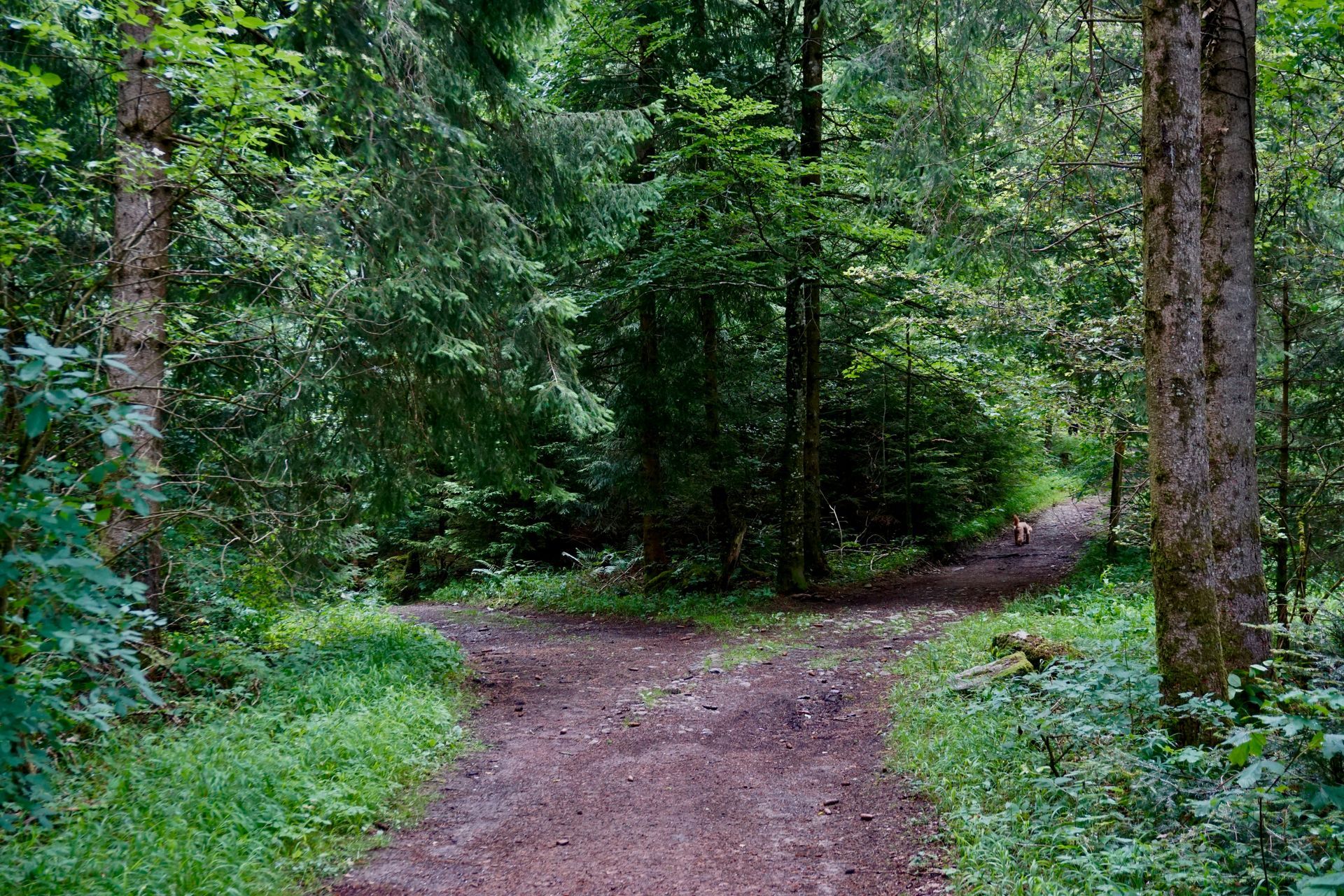 A dirt road in the middle of a forest surrounded by trees.